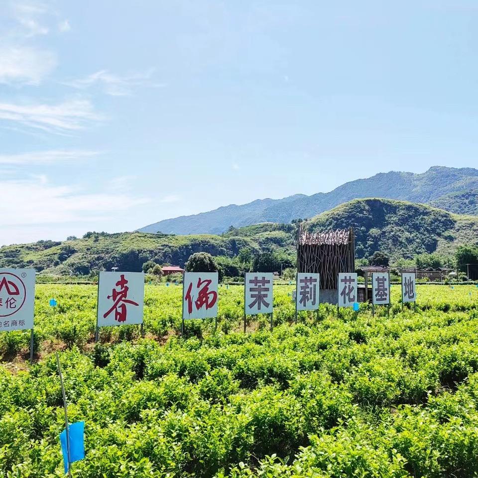 春伦茶仓