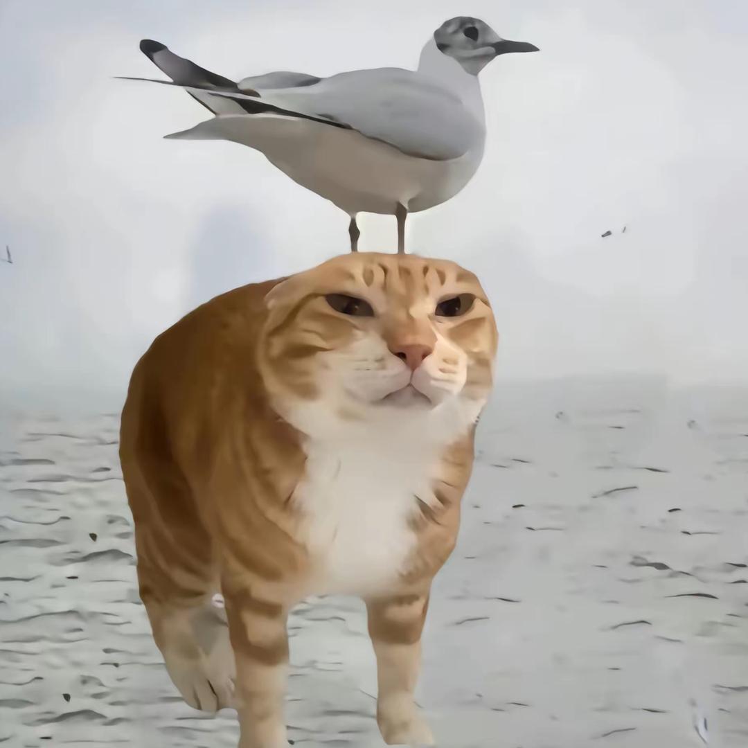 Z-