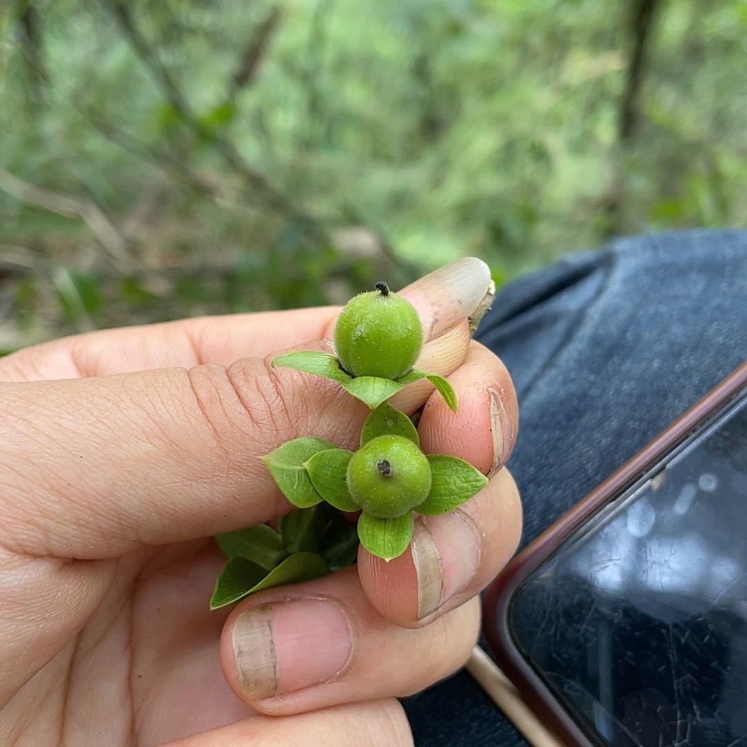 啊飘灌木金弹子