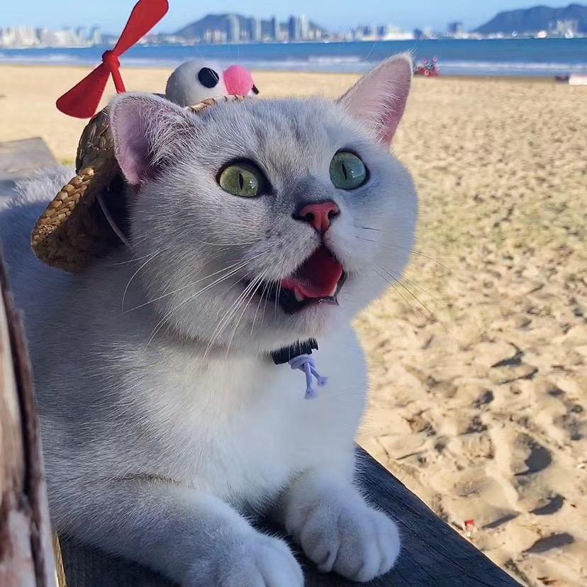 摩卡是只猫吖