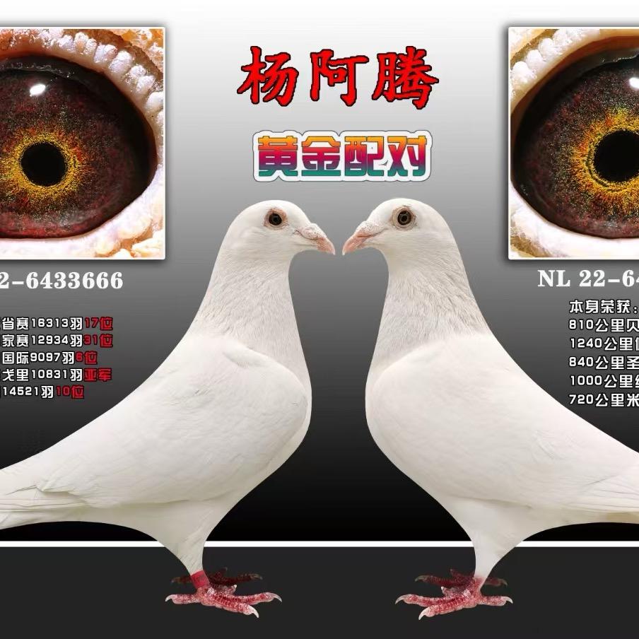 赛鸽放心拍