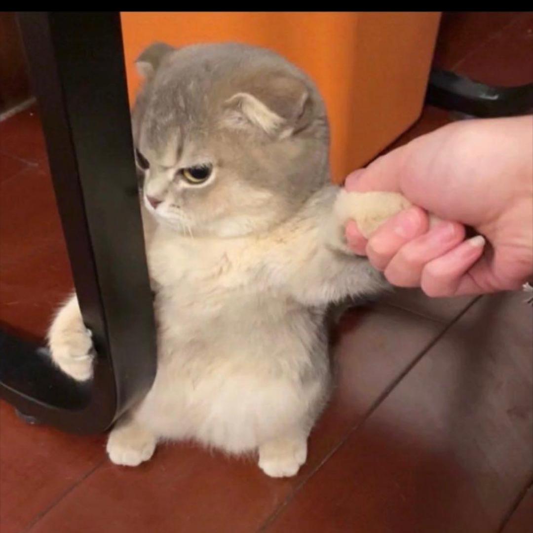 小凌子