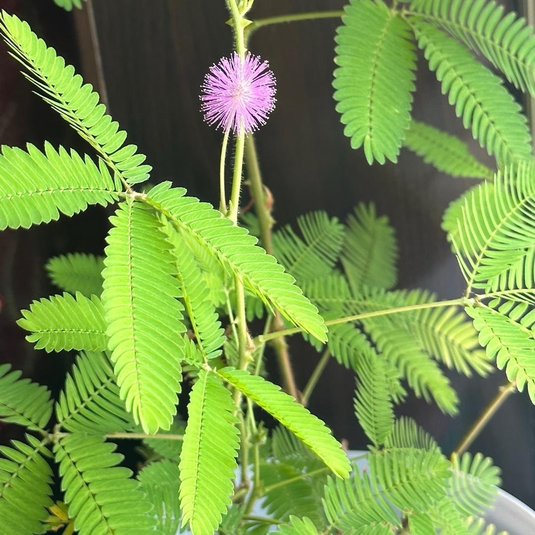 ⚡️⚡️⚡️⚡️