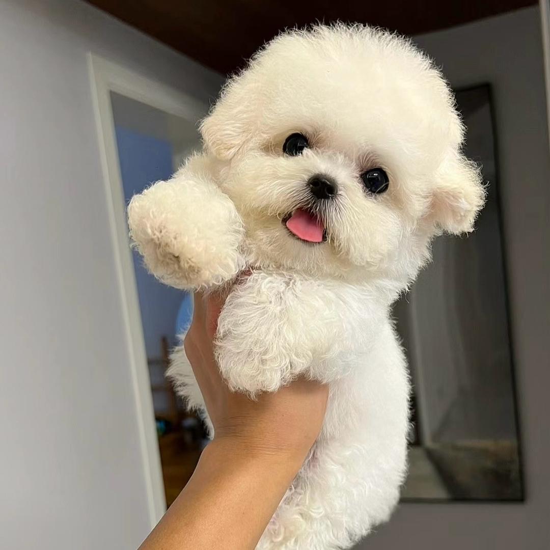 旺仔—萌系小型犬2