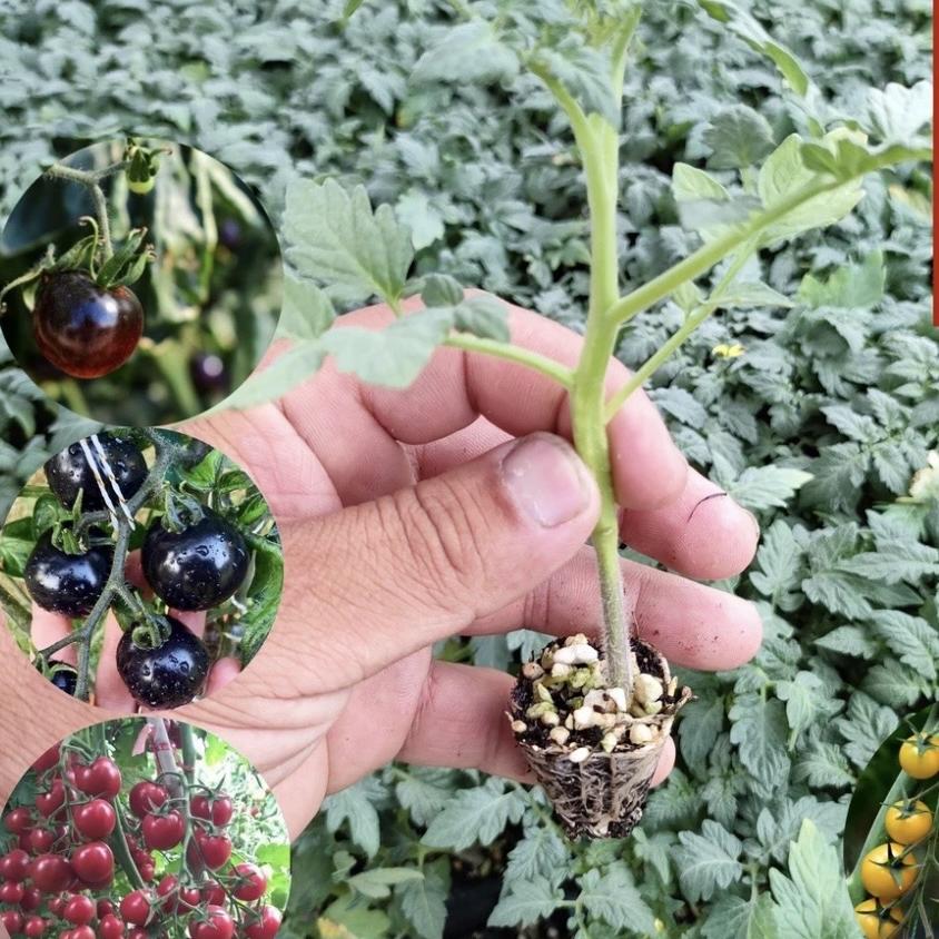 御泉湾园艺旗舰店