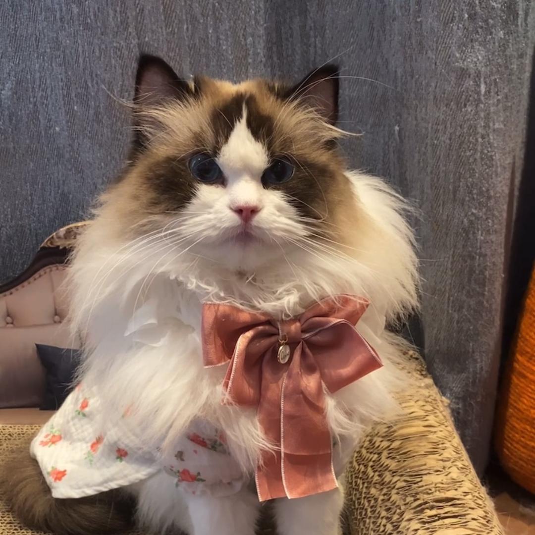 布偶猫光崽