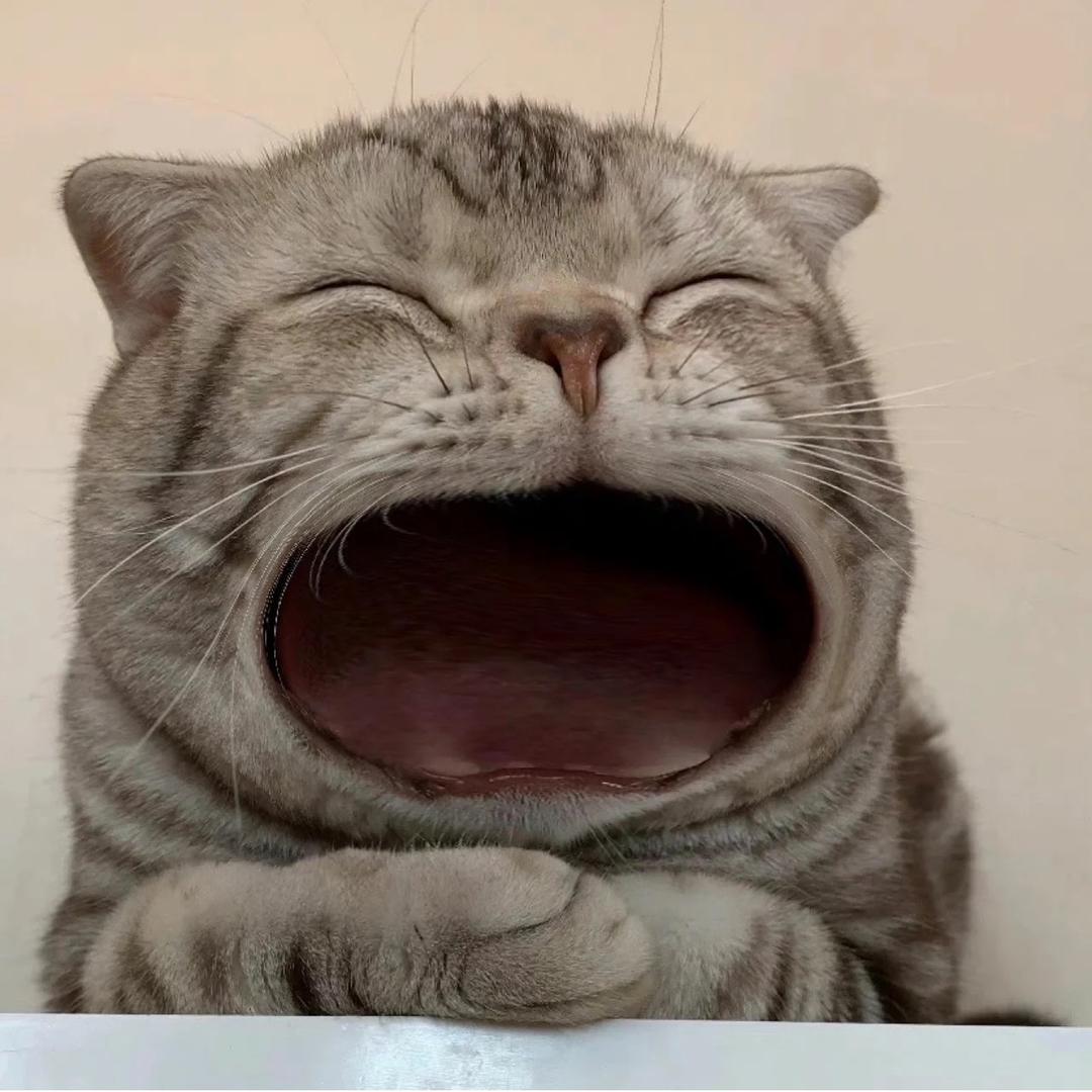 悲伤的西兰花🥦