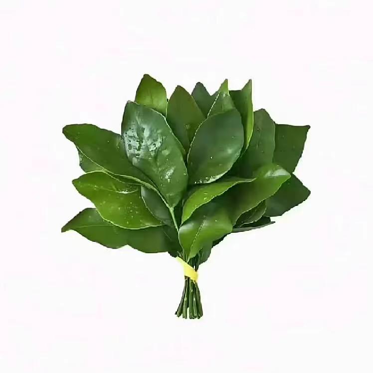 陈 鑫