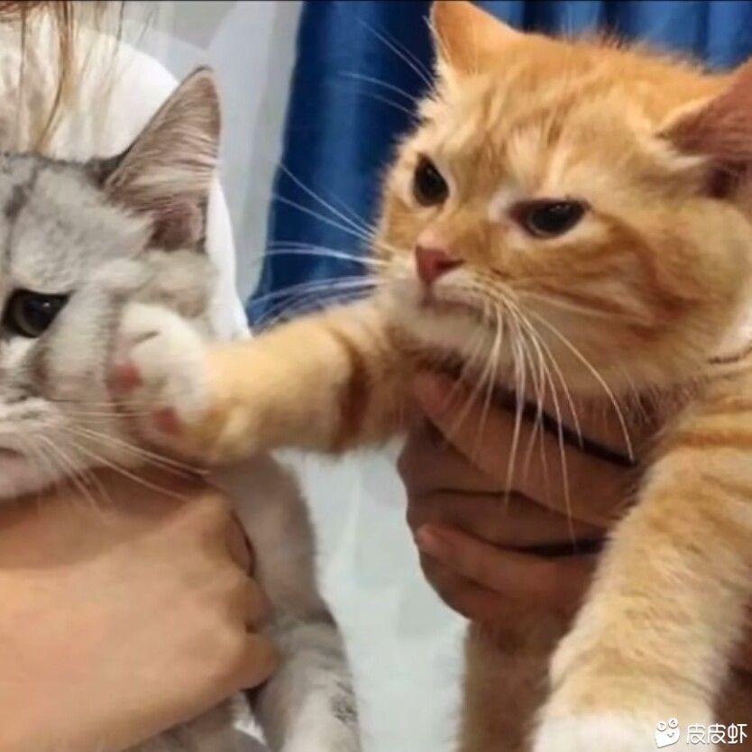 秀秀