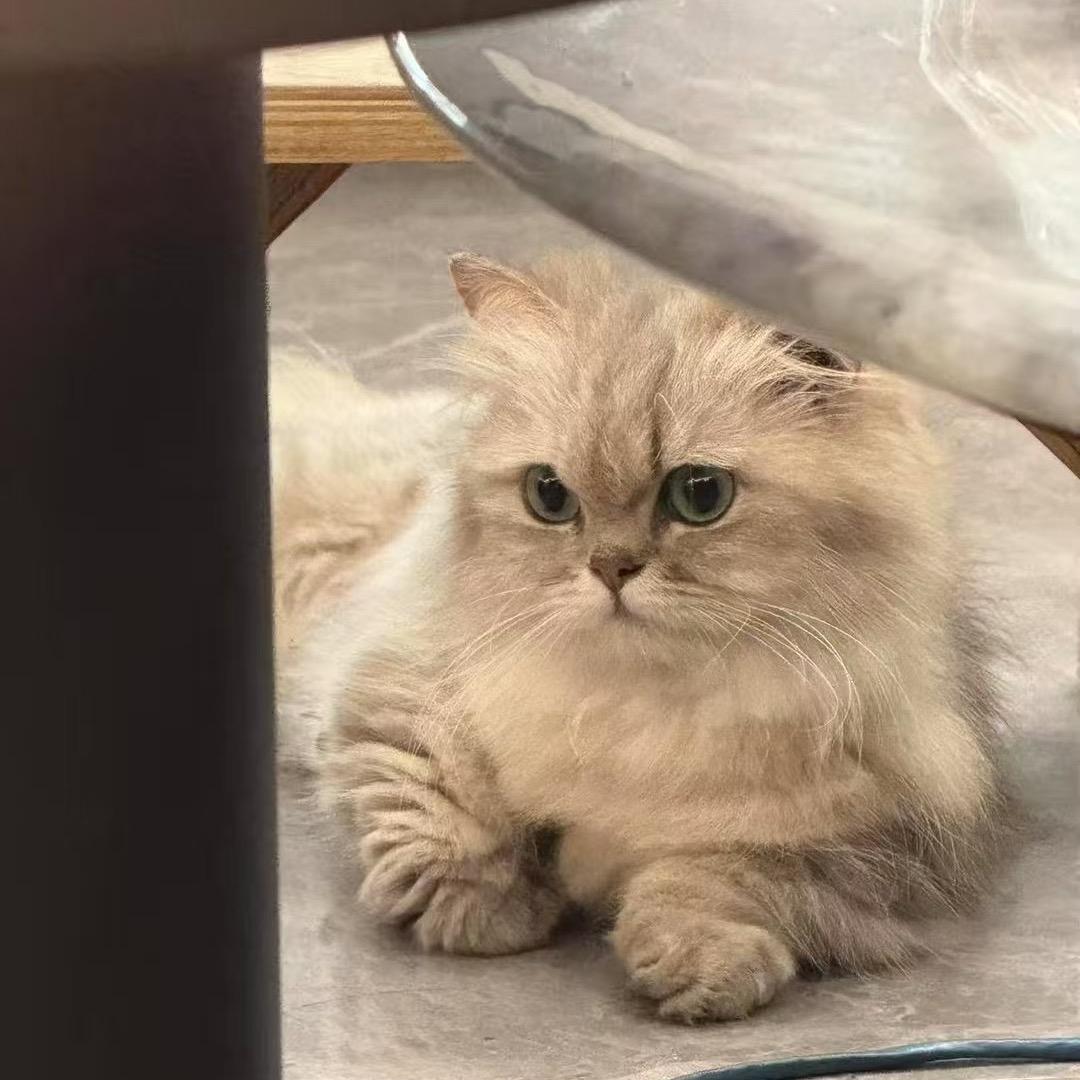 小小菜鸡