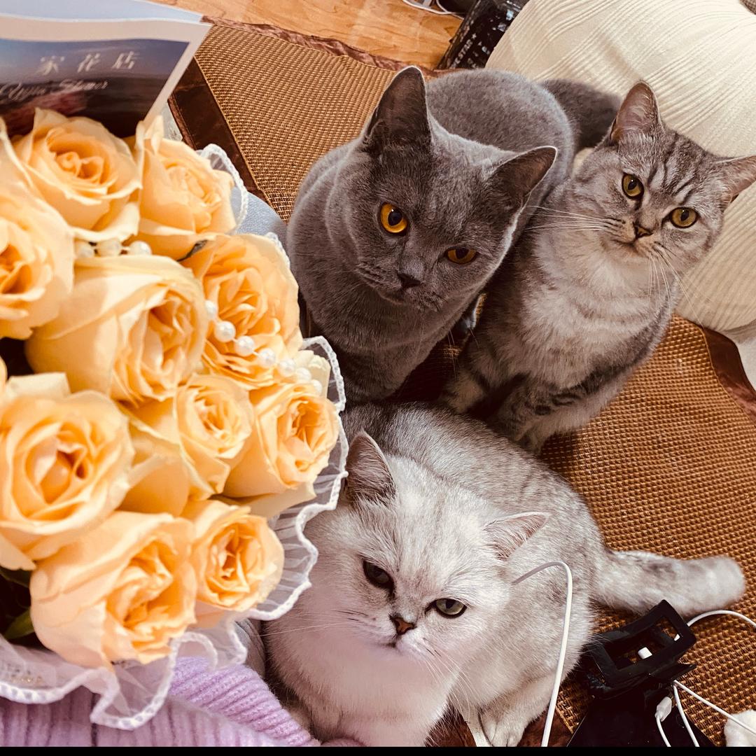 猫三