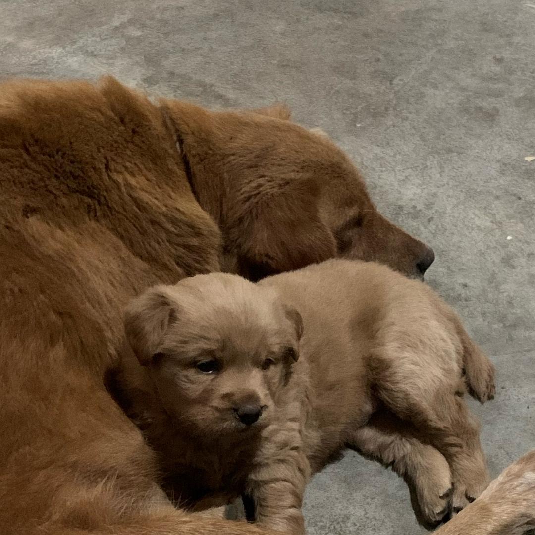 小金和它的独女金宝