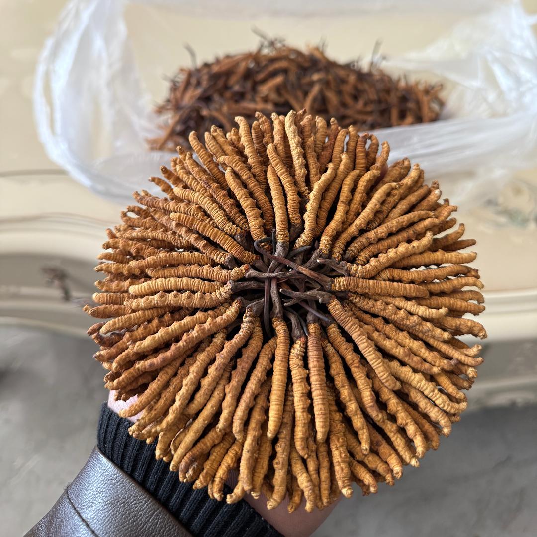 鲜草小马 产地专供
