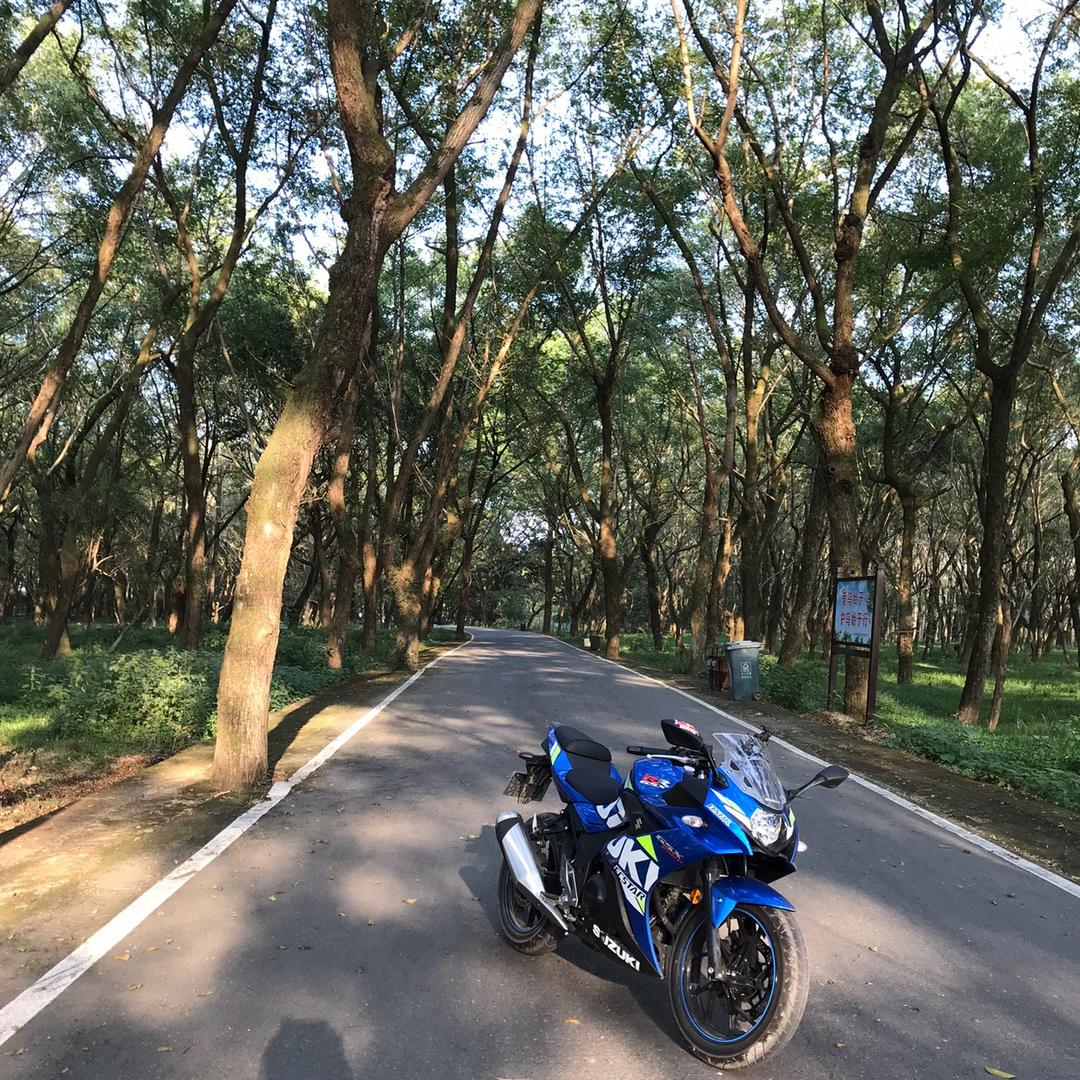 马踏东京赏樱花🌸