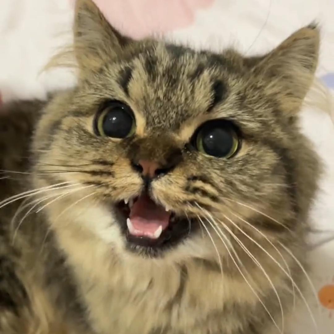 胖猫不胖