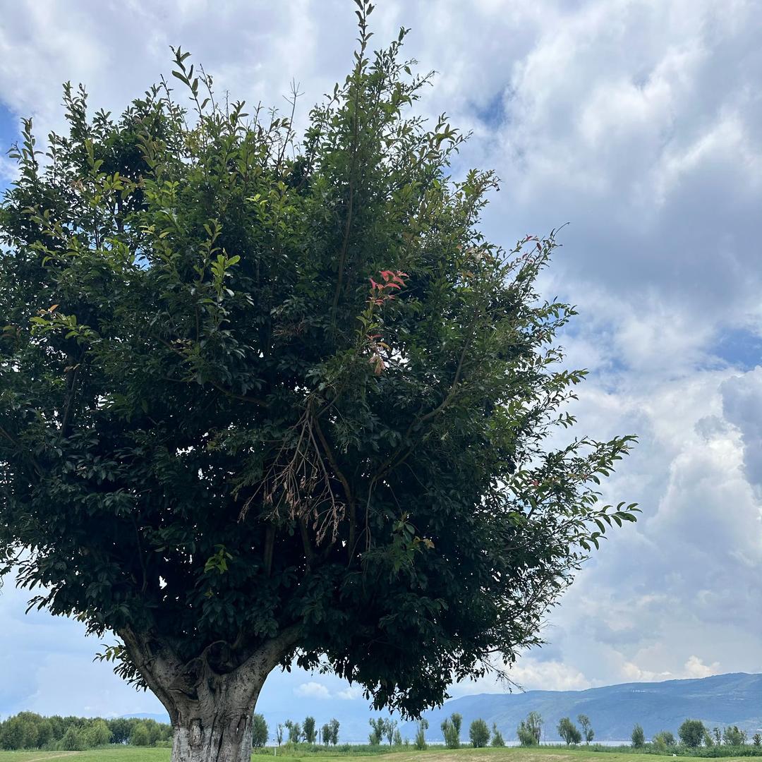 ꧔ꦿ࿐้梧童一叶罗🍀