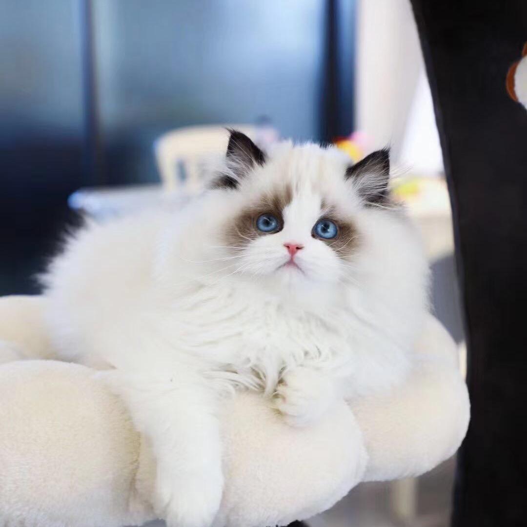 猫🌈小可