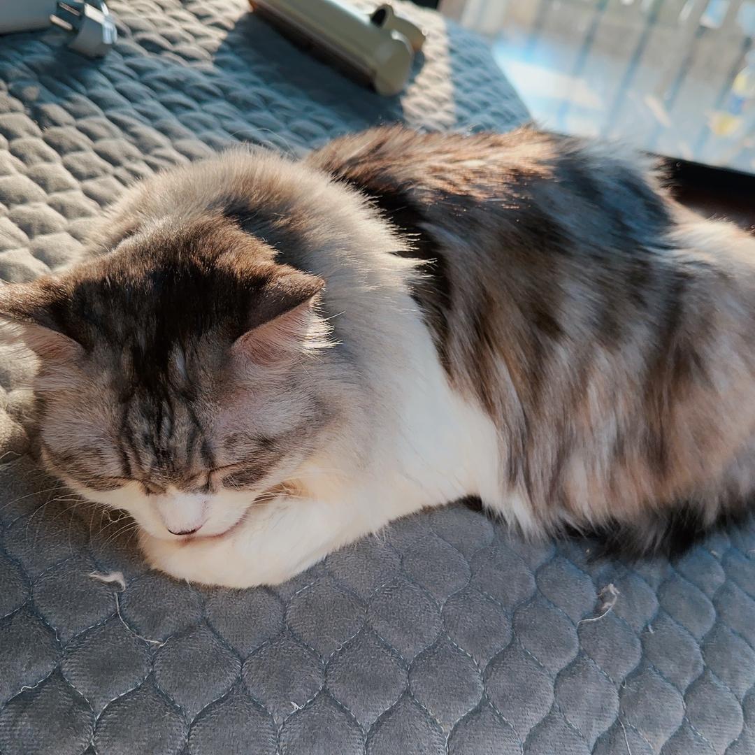 柒殇祭（晋江正版