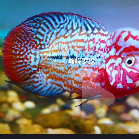 峥荣罗汉鱼生活坊