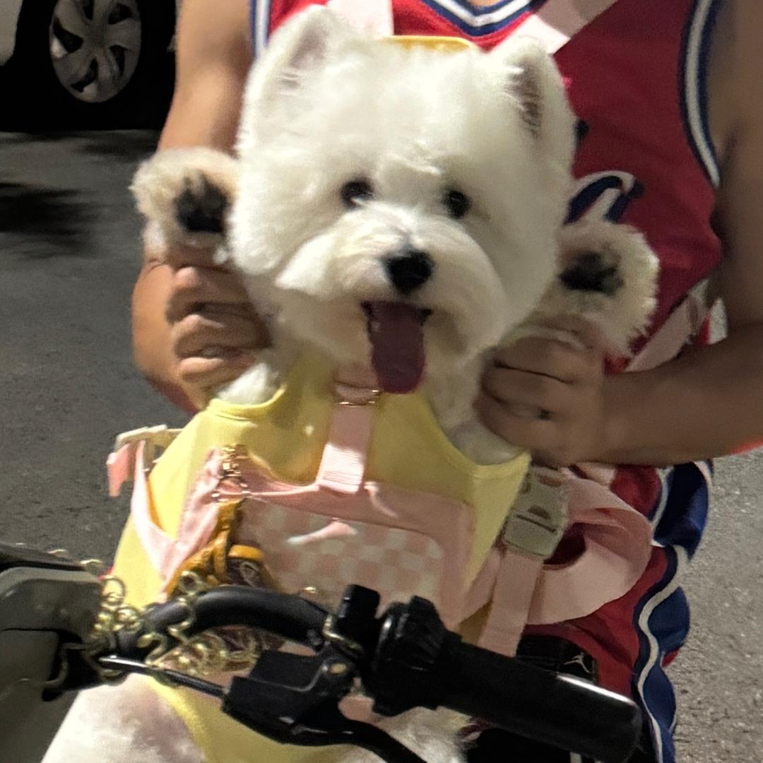 小迈日记🦴