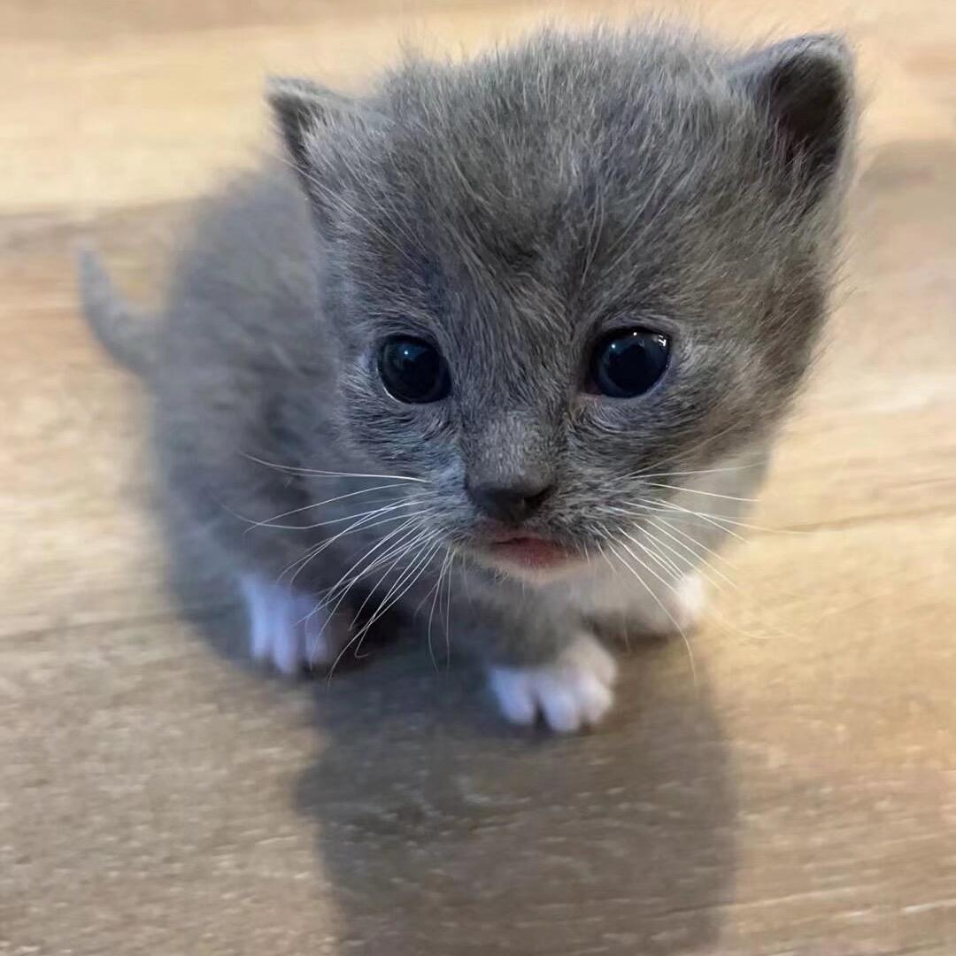 猫邵