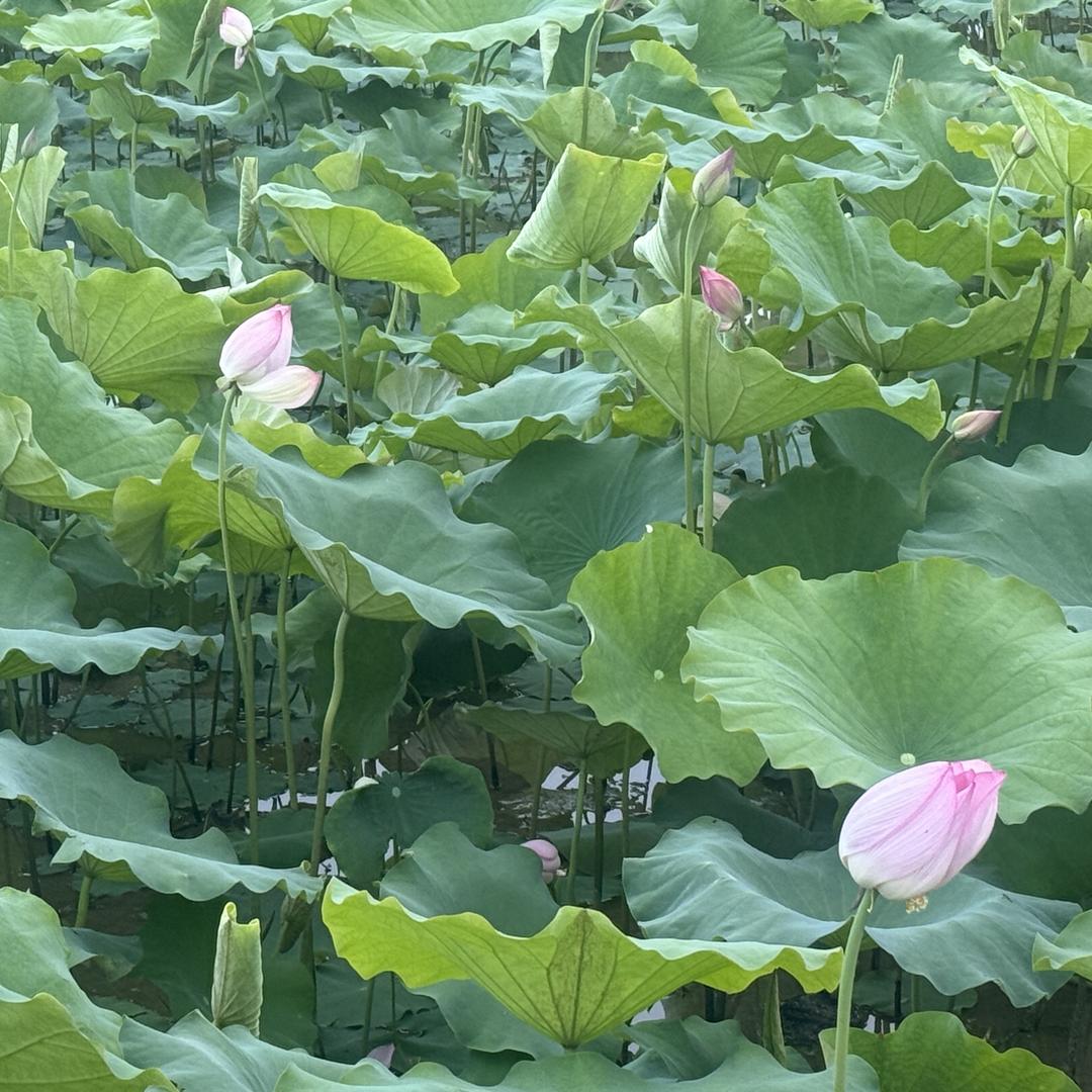 军华农场水果水产优品店