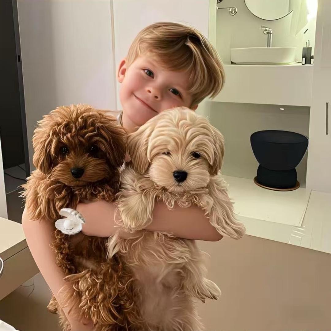 𝐹𝑎𝑛𝑐𝑆ℎ𝑒𝑛𝑔