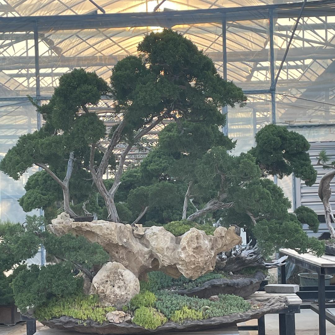 楚岚轩花卉园艺场