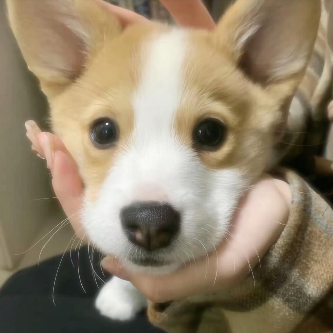 秃秃