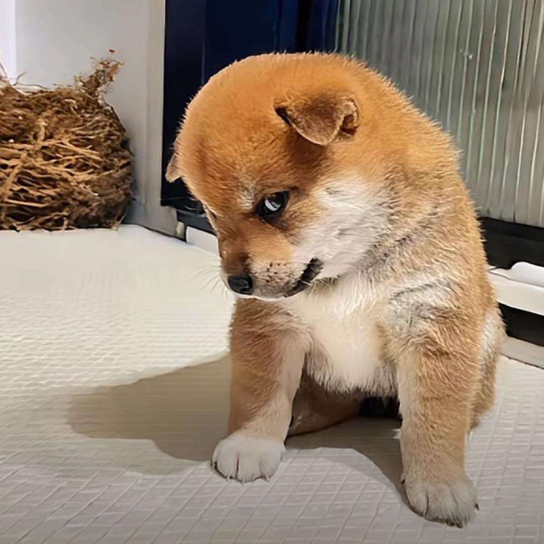 重生之老李养黄狗白面
