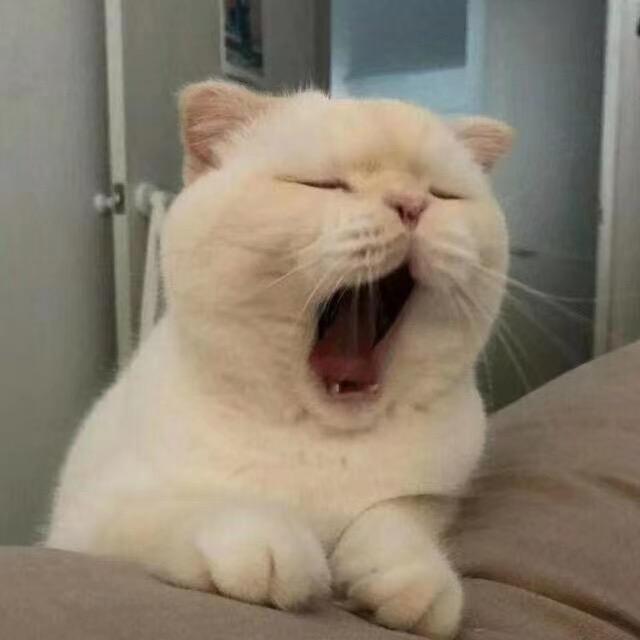 小新🌚