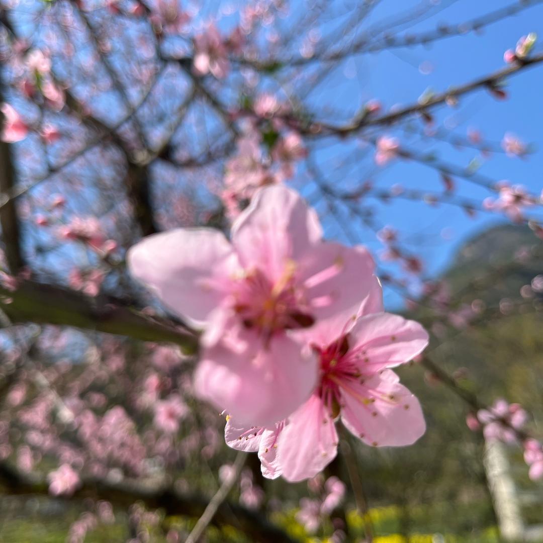 小甜柚