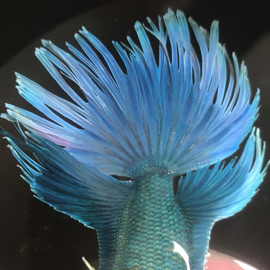 九木禾水族宠物