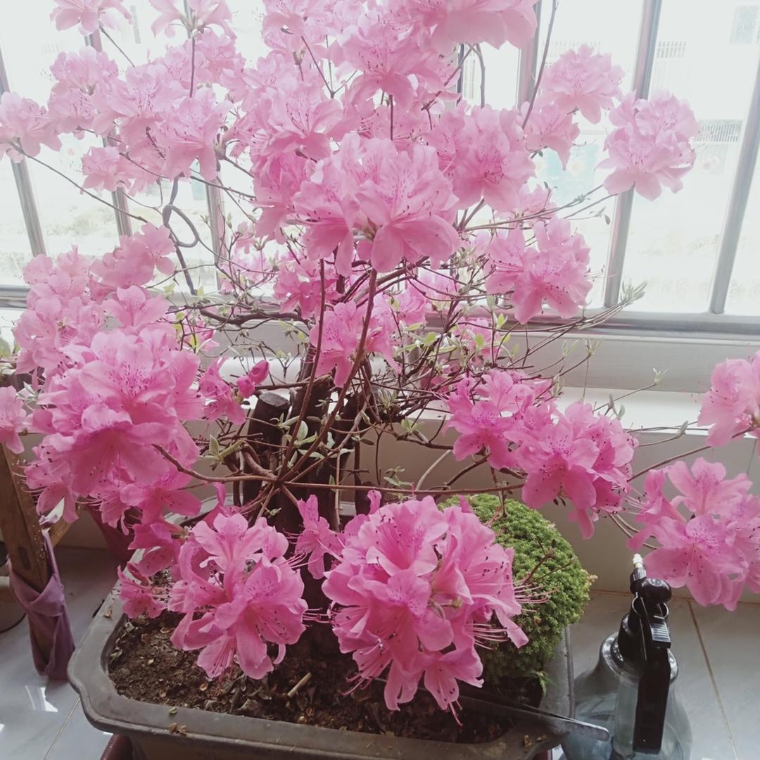 养花的老农民
