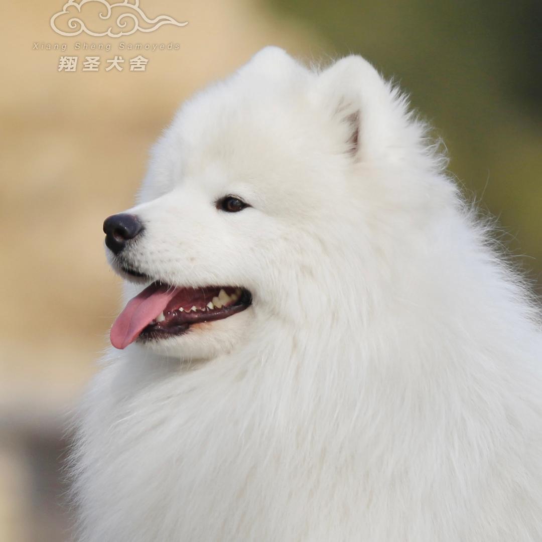 翔圣萨摩耶犬舍