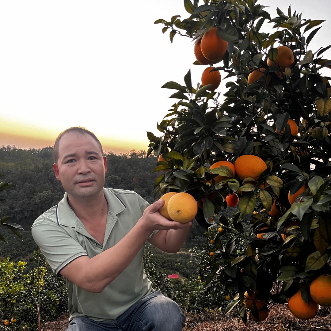 赣南信丰果丽橙果园