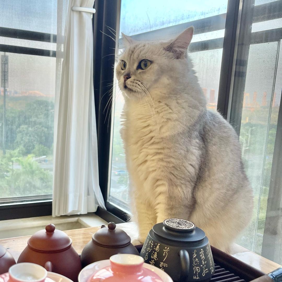 枇杷子熟柚花香