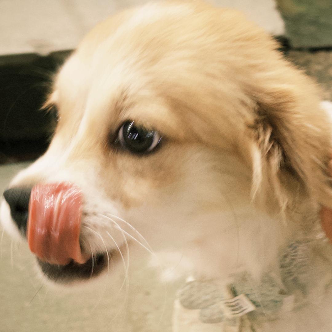 把你归尔卡丝兰