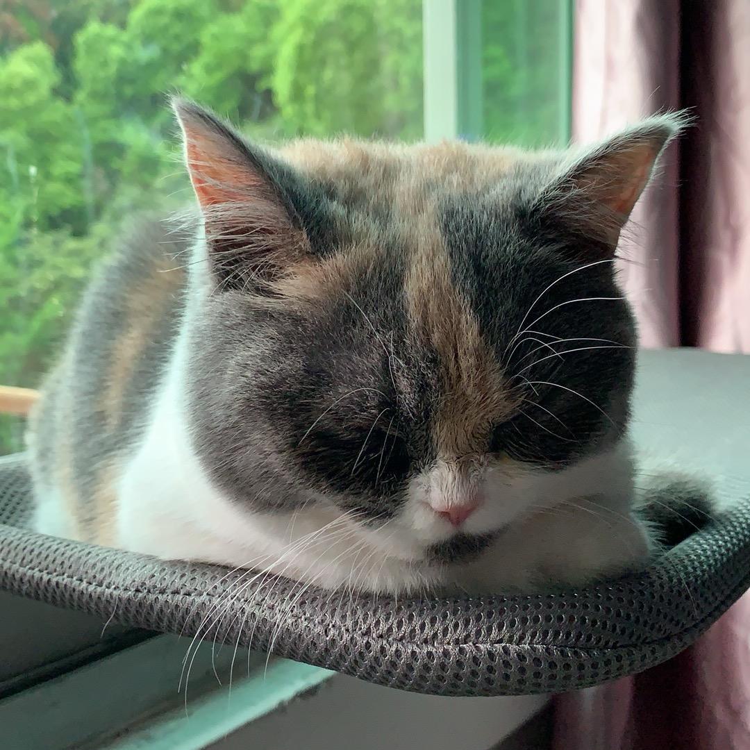 猫的铲屎官