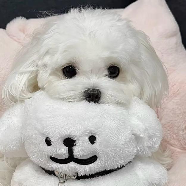 谈谈家马尔济斯· 西施