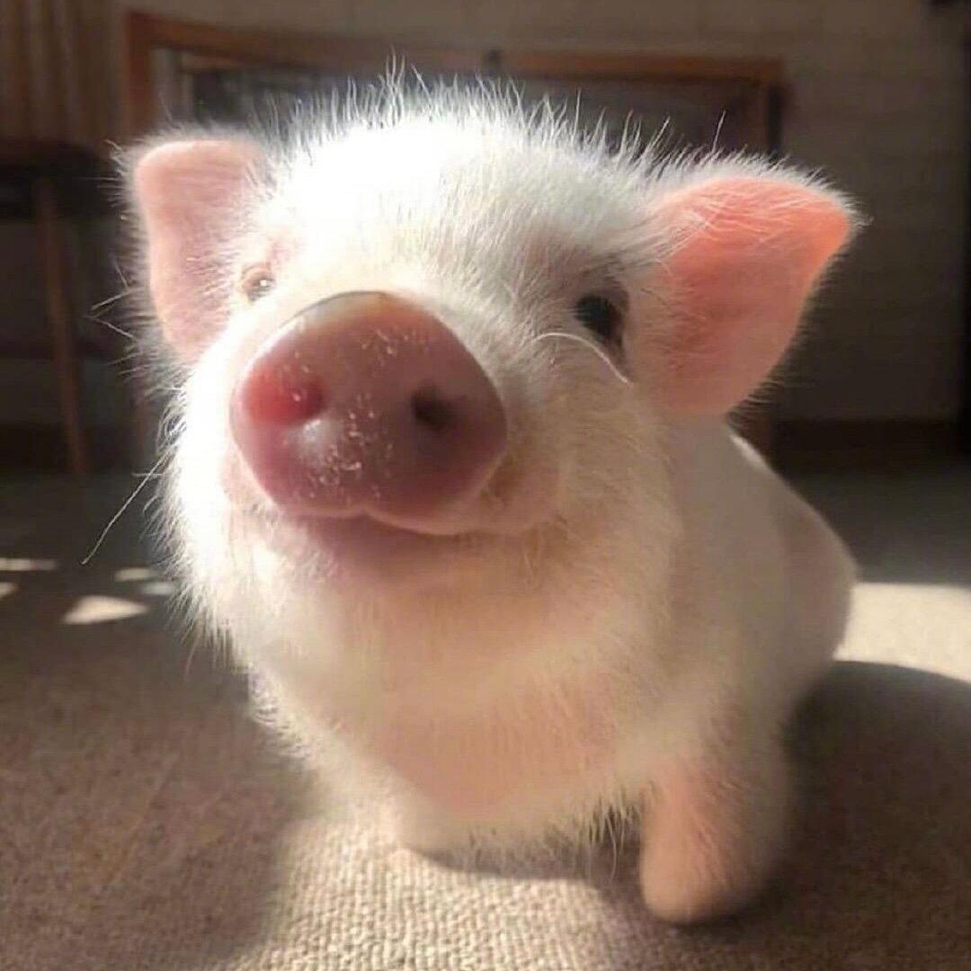 猪你快乐🐷
