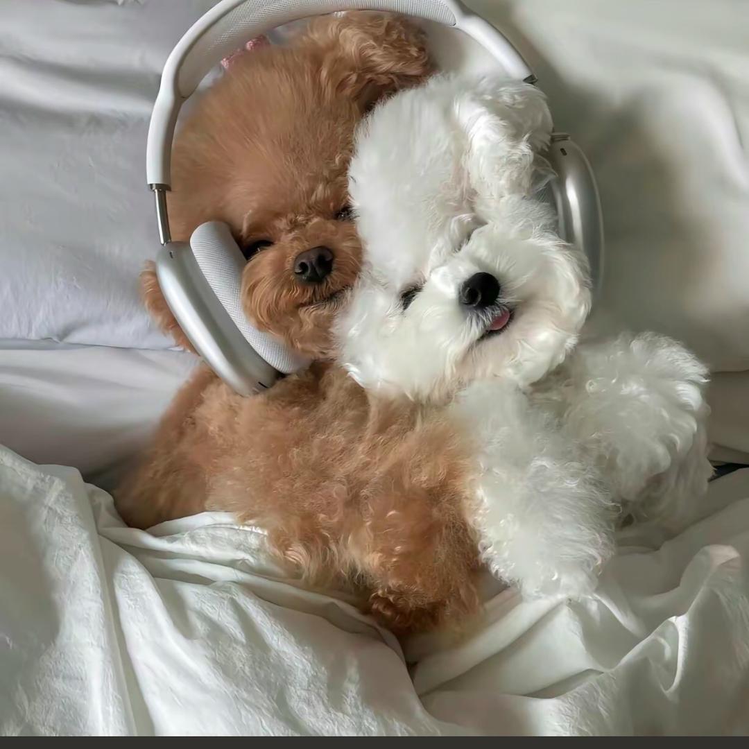 哔哩吧噜轰