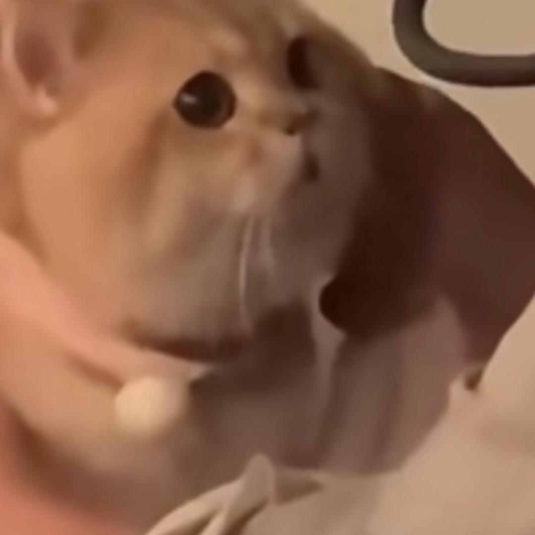 枫叶林