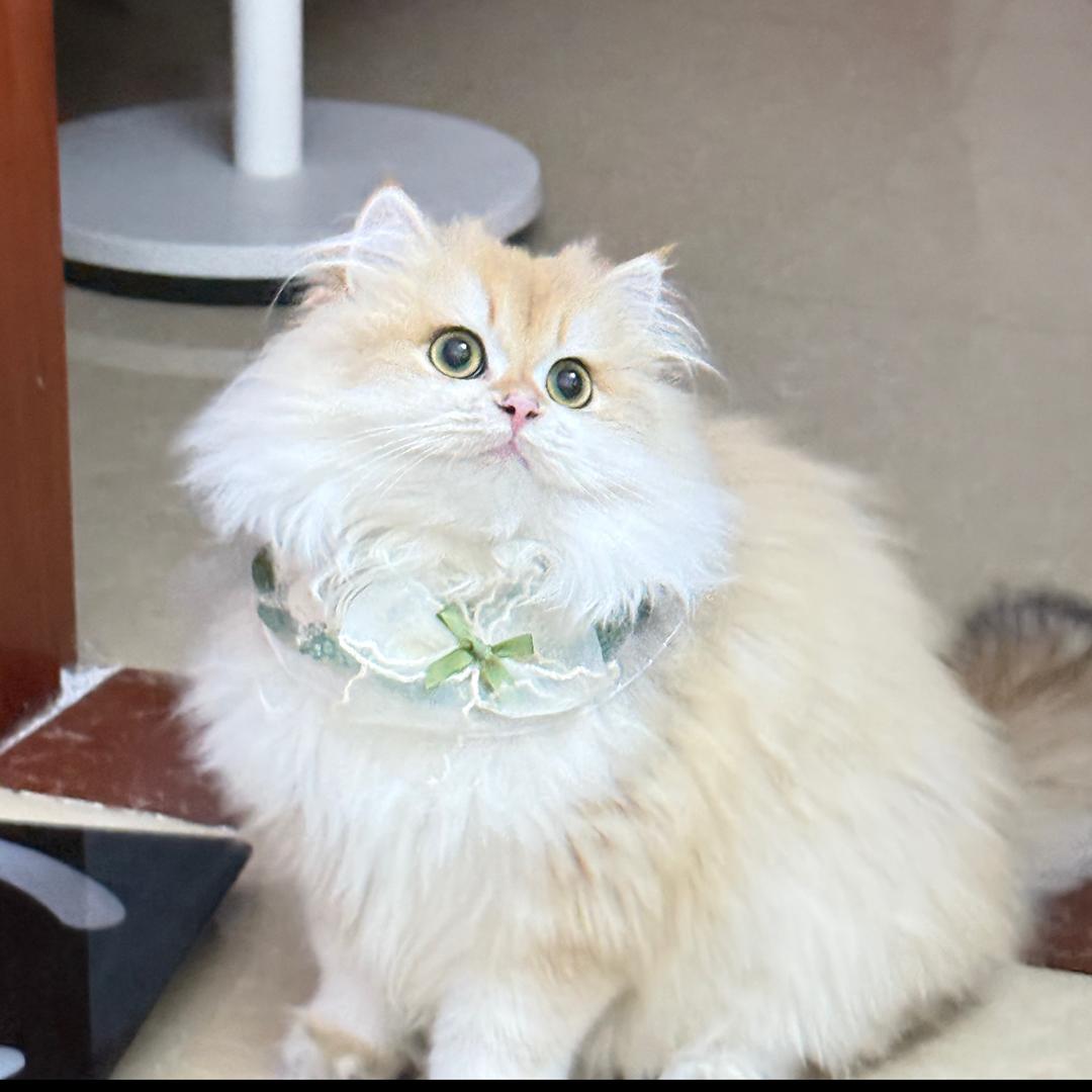 财财安安麻麻🐱