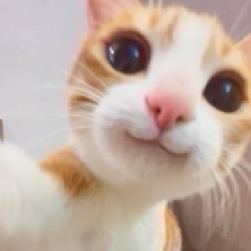 Shelly（卸抖版）