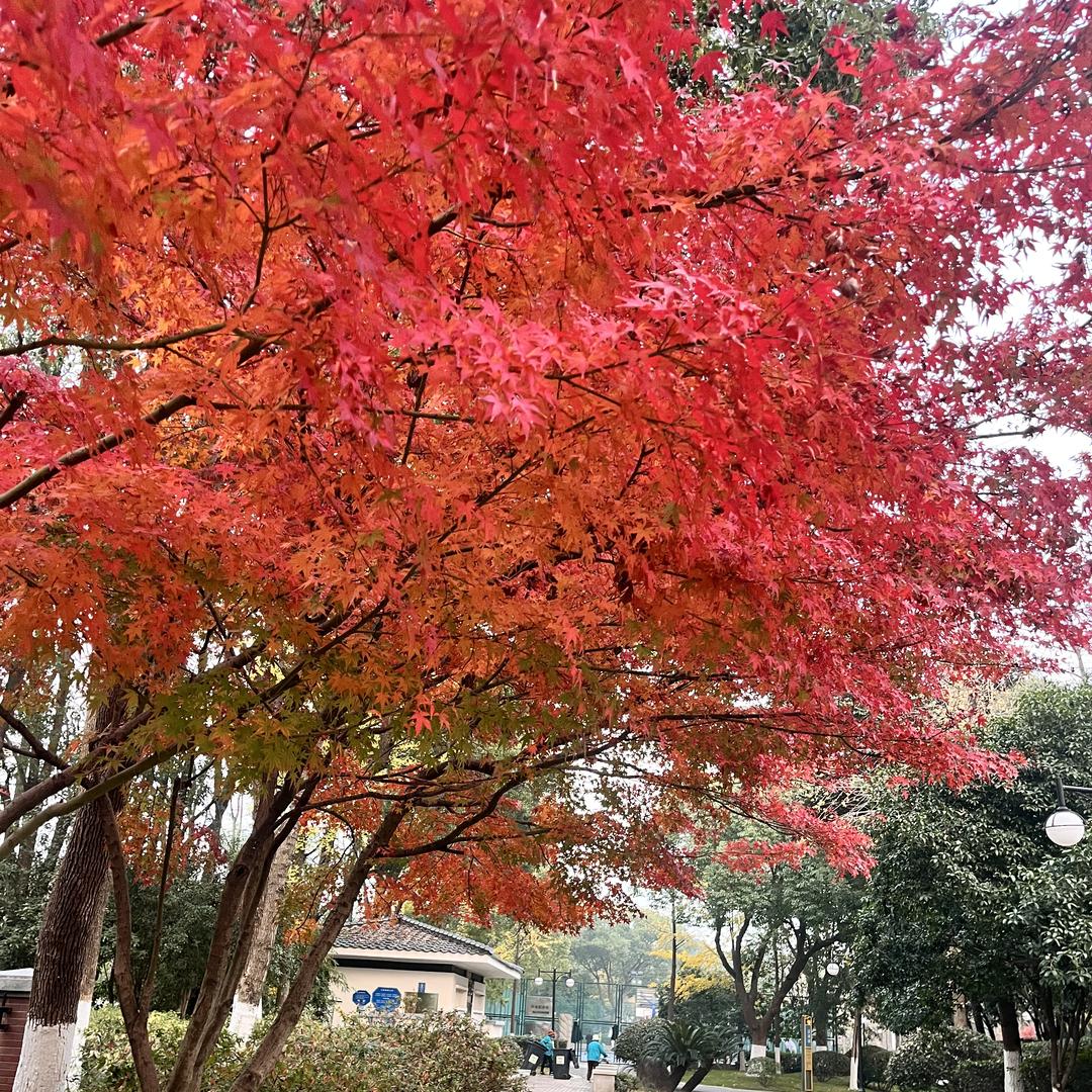 黄皮肤工厂源头1号店