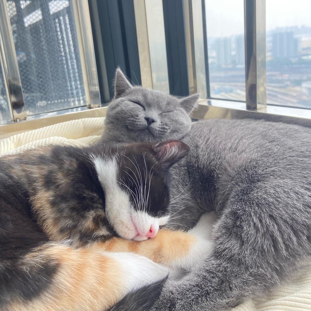 渣渣猫～（奶猫限时版）