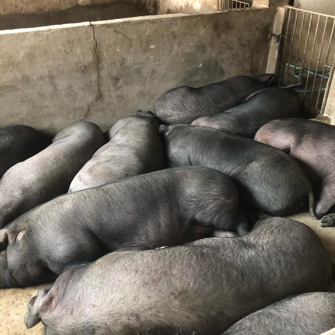 安徽省宿松县华亭镇黄大青源家庭农场刘海鹏