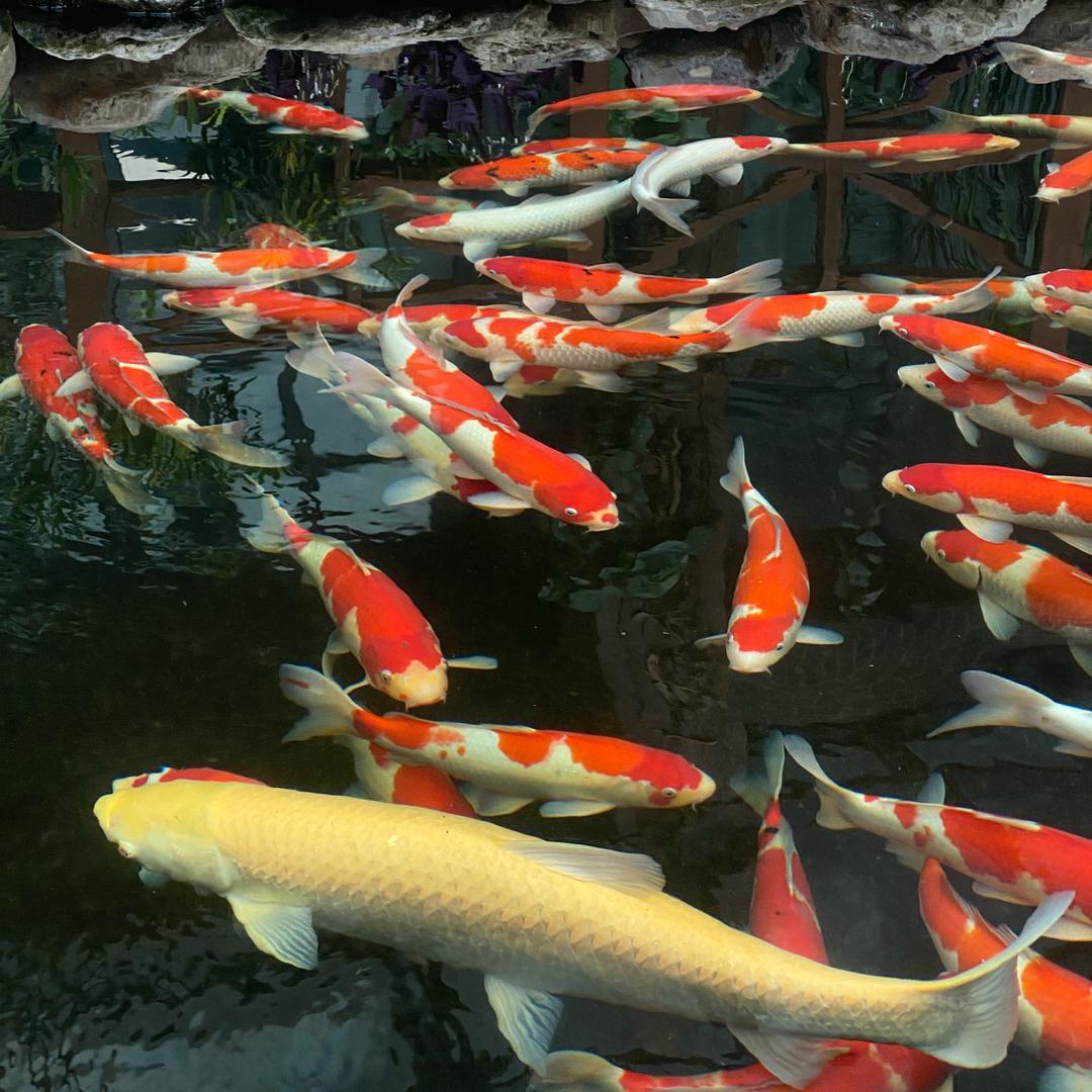 鱼池过滤小明(定制各种过滤设备)