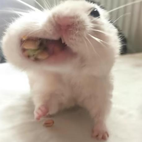 梨梨